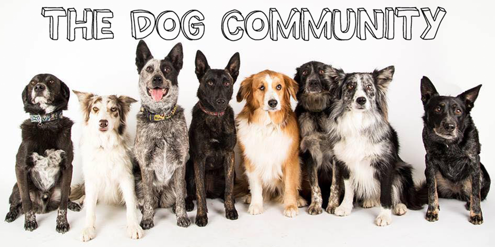 DOG - cmdaddy